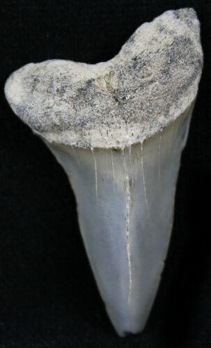 Fossil Mako Tooth - Calvert Cliffs, Maryland #26715